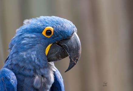 A closeup of a blue Macaw with bright yellow around its eye