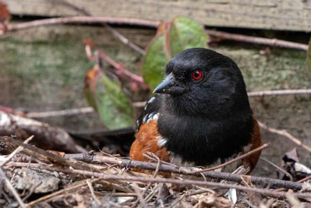 A Spotted Towhee with a black head and red eye