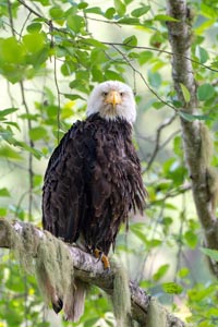 A bald eagle perched on a branch