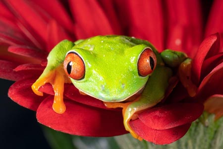 A red-eyed tree frog with a vibrant green body sitting on a red flower