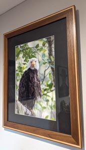 A wooden frame around a photo of a bald eagle
