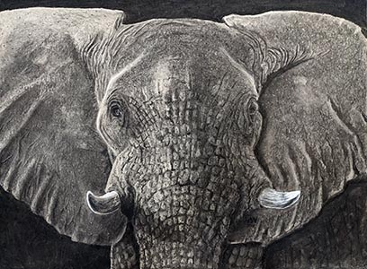 A charcoal drawing of an elephant head straight on