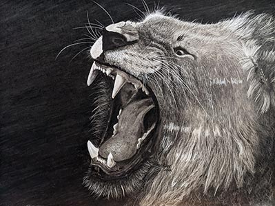 A charcoal drawing of a lion's head mid-roar