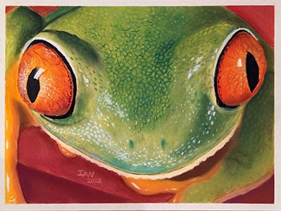A close up of a red-eyed tree frog in pastel