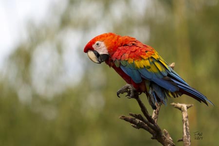 A parrot on the end of a branch, featuring red, yellow, and blue feathers