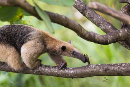 An anteater crawling on a large branch
