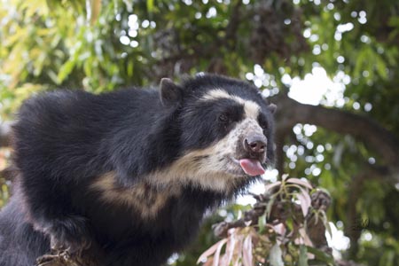 A Spectacled Bear stretching out with its tongue extended