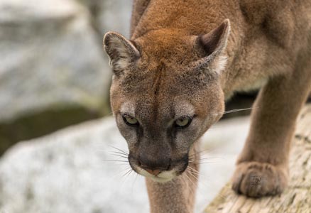 A cougar sneaking toward the camera, one ear turned