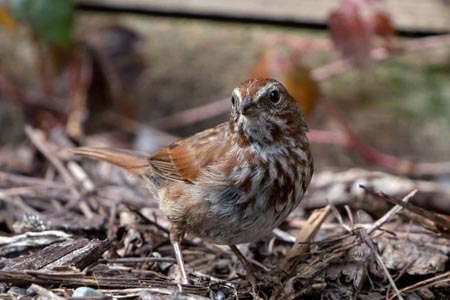 A Song Sparrow on the ground amidst many twigs