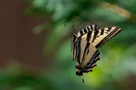 A yellow and black Eastern Tiger Swallowtail butterfly in mid flight