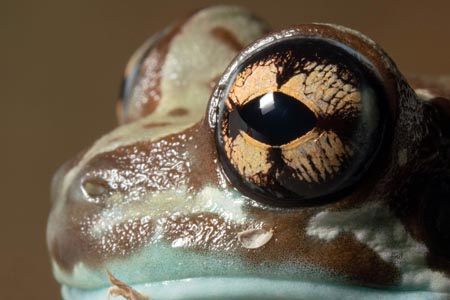 A closeup of the side of a frog's face