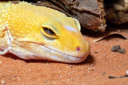 A lizard with its eye half closed, seemingly smiling