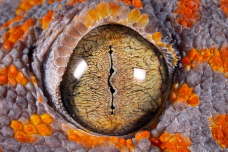 Extreme closeup of a Tokay gecko's eye