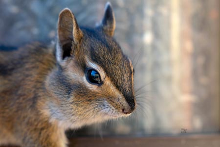 A closeup of a squirrel, the eye reflects the photography
