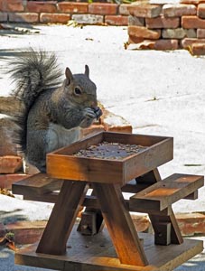 A squirrel eating seeds from a mini table with seating attached